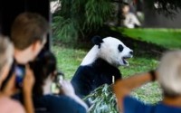 美媒：“熊猫热”即将归来